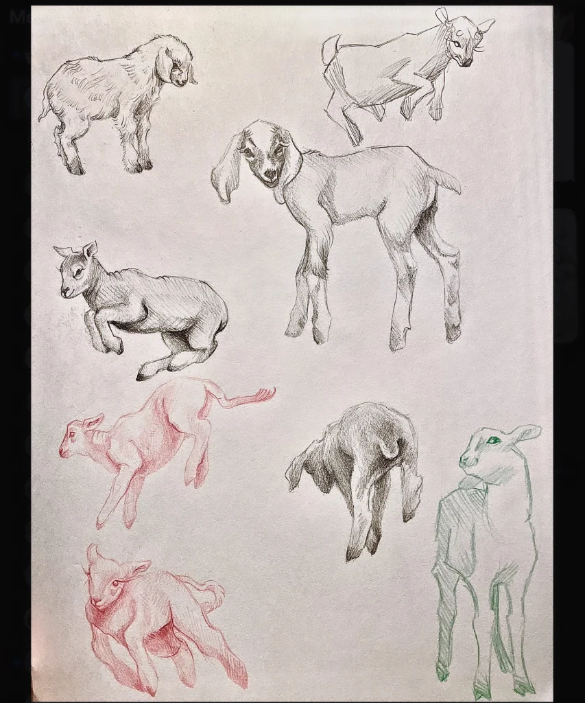 Goat-lamb-animal-realism