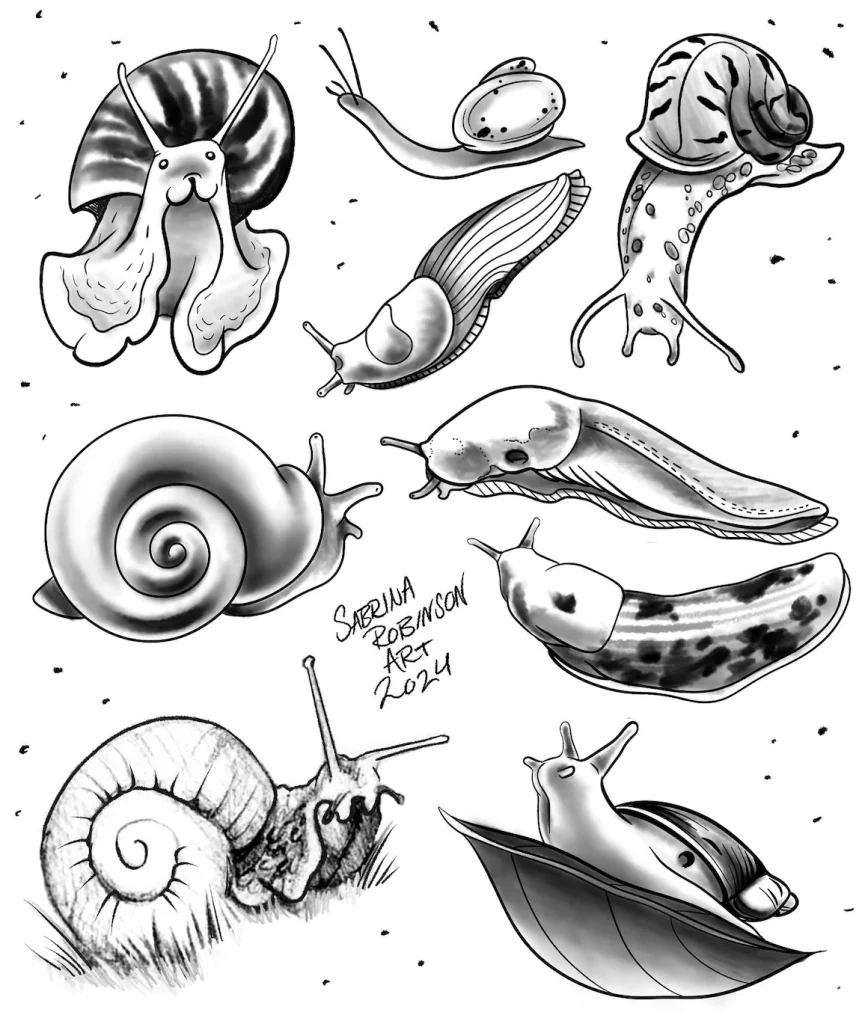 mollusc